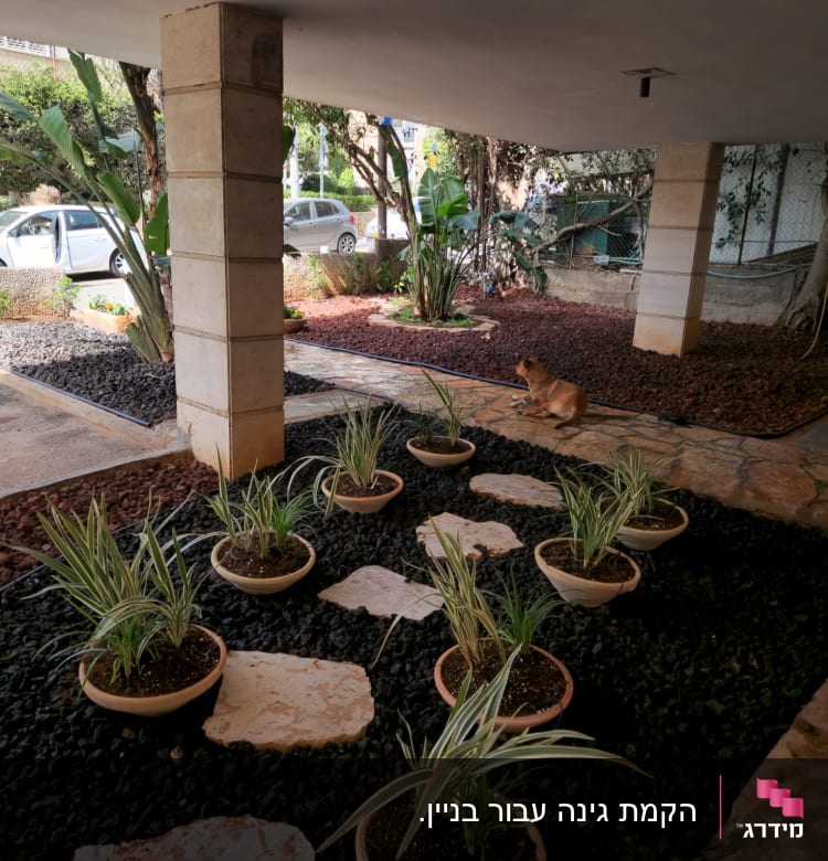 עציצים עם צמחים קטנים על חצץ שחור